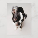 Search for terrier puppy postcards Animal