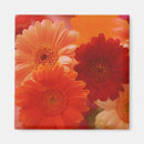 Search for gerbera magnets Daisies
