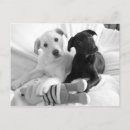 Search for dog note postcards Labrador