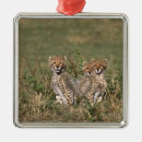 Search for kenya christmas tree decorations Nature