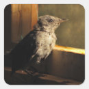 Search for ornithology stickers Animals