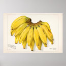 Search for vintage peach illustration posters Fruit