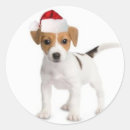 Search for jack russell terrier dog stickers Puppies