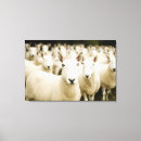 Search for farming canvas prints Sheep