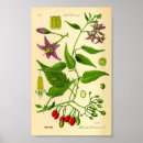 Search for bitterness art Botanical