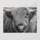 Search for scottish highland cow postcards Coo