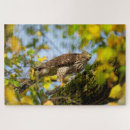 Search for hawk puzzles Avian
