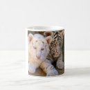 Search for tigers mugs Photograph