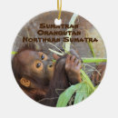 Search for endangered christmas tree decorations Species