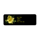 Search for daylily return address labels Hemerocallis