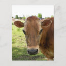 Search for dairy postcards Cow