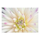 Search for macro posters Blossom