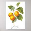 Search for apricot posters Botany