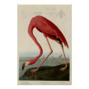 Search for american flamingo posters John james audubon
