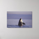 Search for orca canvas prints Wildlife