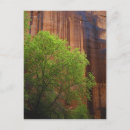 Search for box elder Buckskin gulch
