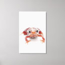 Search for poison dart frog posters Risk