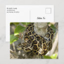 Search for pythons postcards Cold blooded