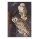 Search for snowy owl posters John james audubon