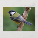 Search for tit postcards Animal