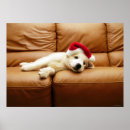 Search for animals wearing clothes posters Pets