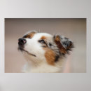 Search for australian shepherd posters Animals