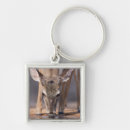Search for white tail key rings Wildlife