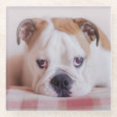 Search for english coasters Puppy