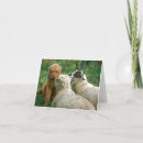 Search for sheep dog cards Humour