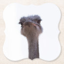 Search for ostrich coasters Animal
