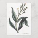 Search for archive postcards Botany