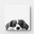 Search for dog photo display Adorable