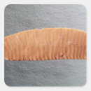 Search for period stickers Predynastic