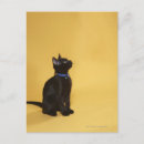 Search for collar postcards Cat