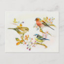 Search for vintage bird illustration postcards Birds