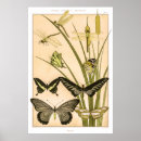 Search for papillon vintage posters Nature