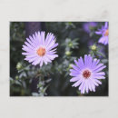 Search for summer postcards Purple