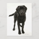Search for black labrador retriever postcards Looking at camera