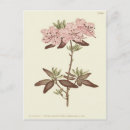 Search for rhododendrons postcards Botanical