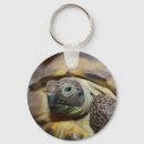 Search for shell key rings Tortoise