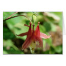 Search for columbine photography Red