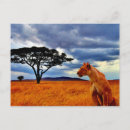 Search for lioness postcards Africa