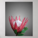 Search for protea posters Botanical