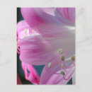 Search for macro flower postcards Pink