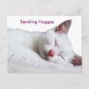 Search for catnap postcards Cute