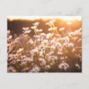 Search for daisy postcards Bouquet