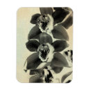 Search for orchids magnets Photography