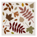 Search for fall colours posters Leaves