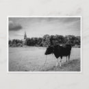 Search for rural postcards Cows