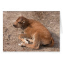 Search for bisons cards Cute
